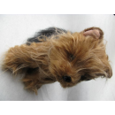 Yorkshiere Terrier  sitzend 21 cm