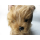 Yorkshiere Terrier  sitzend 21 cm